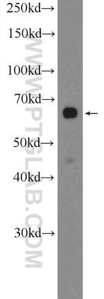 PRR14 Antibody in Western Blot (WB)