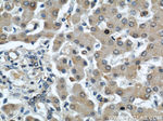 C7orf30 Antibody in Immunohistochemistry (Paraffin) (IHC (P))