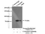 NO66/C14orf169 Antibody in Immunoprecipitation (IP)