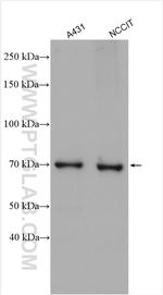 NO66/C14orf169 Antibody in Western Blot (WB)
