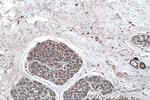 C1orf27 Antibody in Immunohistochemistry (Paraffin) (IHC (P))