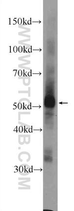 C1orf27 Antibody in Western Blot (WB)