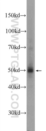 C1orf27 Antibody in Western Blot (WB)