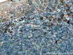 IL31 Antibody in Immunohistochemistry (Paraffin) (IHC (P))