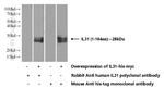 IL31 Antibody in Western Blot (WB)