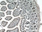 IL31 Antibody in Immunohistochemistry (Paraffin) (IHC (P))