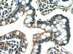 IL31 Antibody in Immunohistochemistry (Paraffin) (IHC (P))