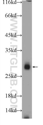 IL22RA2 Antibody in Western Blot (WB)