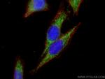 ACSM2A Antibody in Immunocytochemistry (ICC/IF)