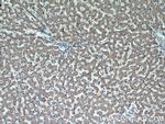 CSAD Antibody in Immunohistochemistry (Paraffin) (IHC (P))