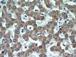 CSAD Antibody in Immunohistochemistry (Paraffin) (IHC (P))