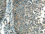 CSAD Antibody in Immunohistochemistry (Paraffin) (IHC (P))