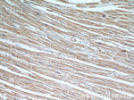 MYBPC1 Antibody in Immunohistochemistry (Paraffin) (IHC (P))