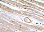 MYBPC1 Antibody in Immunohistochemistry (Paraffin) (IHC (P))