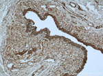 MYBPC1 Antibody in Immunohistochemistry (Paraffin) (IHC (P))