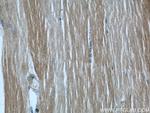 MYBPC1 Antibody in Immunohistochemistry (Paraffin) (IHC (P))