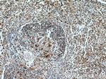 Caspase 1/p20/p10 Antibody in Immunohistochemistry (Paraffin) (IHC (P))