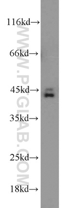 Caspase 1/p20/p10 Antibody in Western Blot (WB)