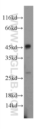 Caspase 1/p20/p10 Antibody in Western Blot (WB)