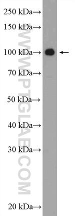 SIX5 Antibody in Western Blot (WB)