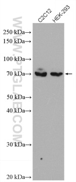 Osteopontin Antibody in Western Blot (WB)