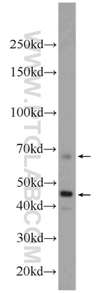 Osteopontin Antibody in Western Blot (WB)