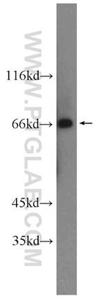 PRODH Antibody in Western Blot (WB)