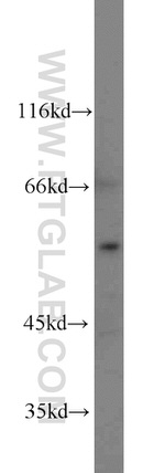 PRODH Antibody in Western Blot (WB)