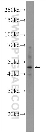 MMP12 Antibody in Western Blot (WB)