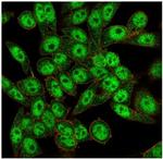 FOXL1/Forkhead Box Protein L1 (Transcription Factor) Antibody in Immunocytochemistry (ICC/IF)