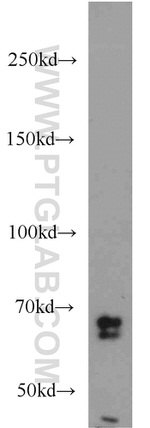 SORCS1 Antibody in Western Blot (WB)