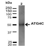 Atg4C Antibody in Western Blot (WB)