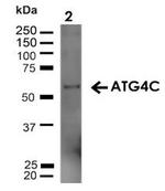 Atg4C Antibody in Western Blot (WB)