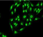 Atg12 Antibody in Immunocytochemistry (ICC/IF)