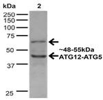 Atg12 Antibody in Western Blot (WB)