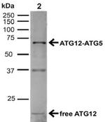 Atg12 Antibody in Western Blot (WB)