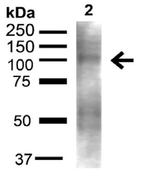 UVRAG Antibody in Western Blot (WB)