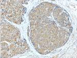 PGLYRP2 Antibody in Immunohistochemistry (Paraffin) (IHC (P))