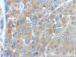 PGLYRP2 Antibody in Immunohistochemistry (Paraffin) (IHC (P))