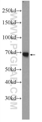 PGLYRP2 Antibody in Western Blot (WB)