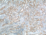 AKD1 Antibody in Immunohistochemistry (Paraffin) (IHC (P))