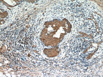 Oxytocin Receptor Antibody in Immunohistochemistry (Paraffin) (IHC (P))