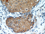 Oxytocin Receptor Antibody in Immunohistochemistry (Paraffin) (IHC (P))