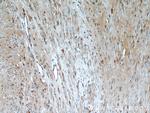 Oxytocin Receptor Antibody in Immunohistochemistry (Paraffin) (IHC (P))