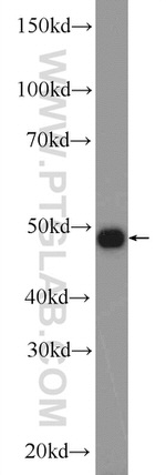 F7 Antibody in Western Blot (WB)
