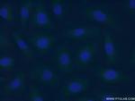 F7 Antibody in Immunocytochemistry (ICC/IF)