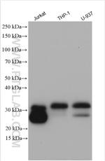 CD99 Antibody in Western Blot (WB)