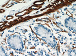 ACTA2/smooth muscle actin Antibody in Immunohistochemistry (Paraffin) (IHC (P))