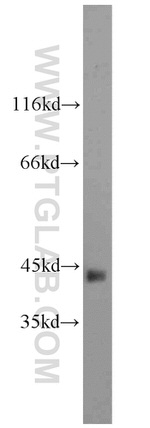 ACTA2/smooth muscle actin Antibody in Western Blot (WB)