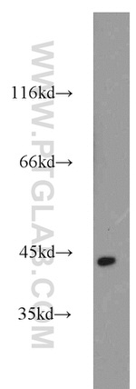 ACTA2/smooth muscle actin Antibody in Western Blot (WB)